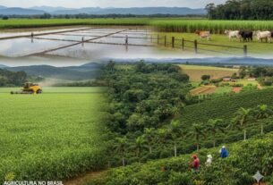 Tipos de Agricultura no Brasil