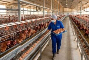 Avicultura de Postura